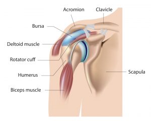 shoulder joint with bursa