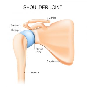 shoulder joint with synovial capsule